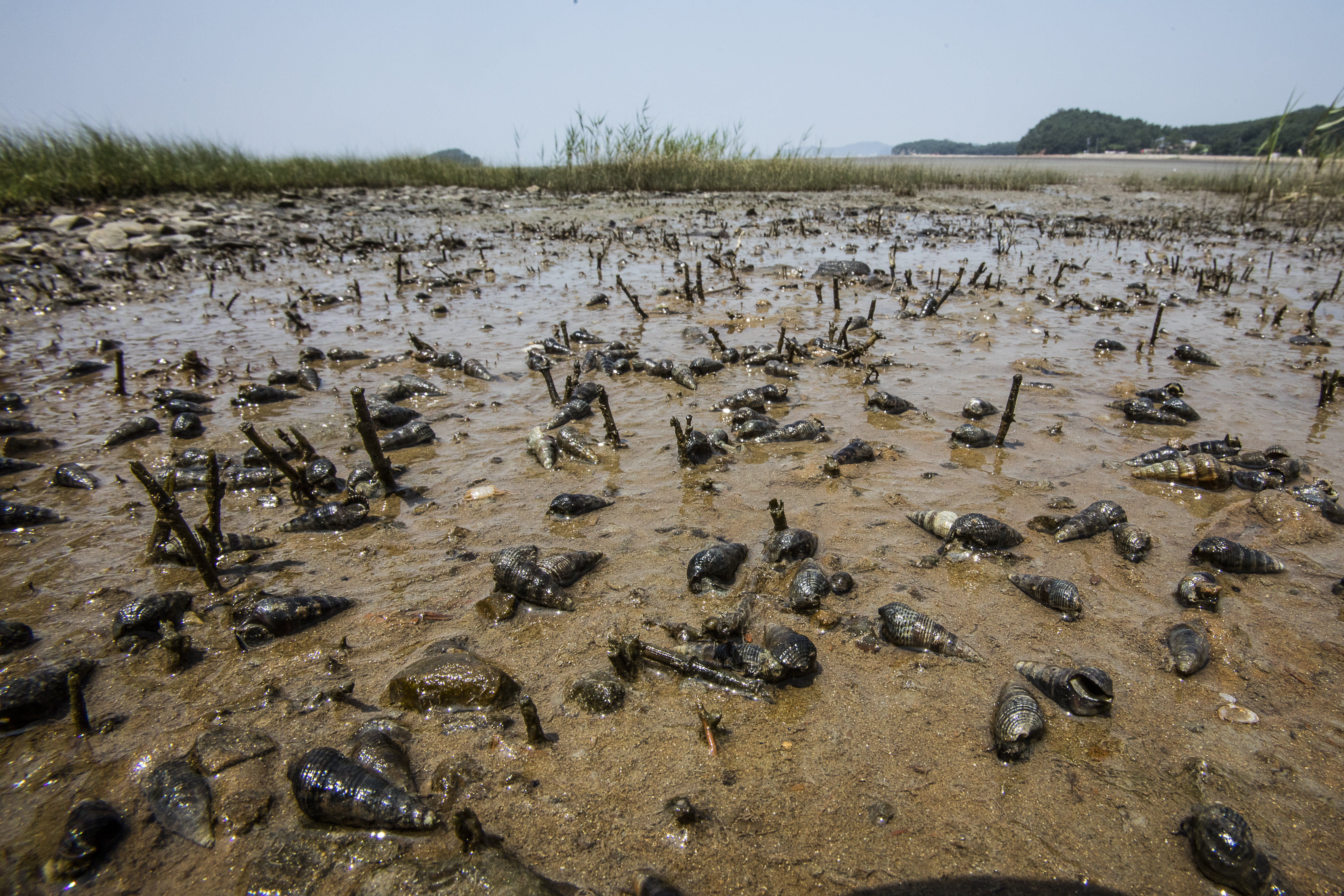 Benthic community of Daebudo Tidal Flat